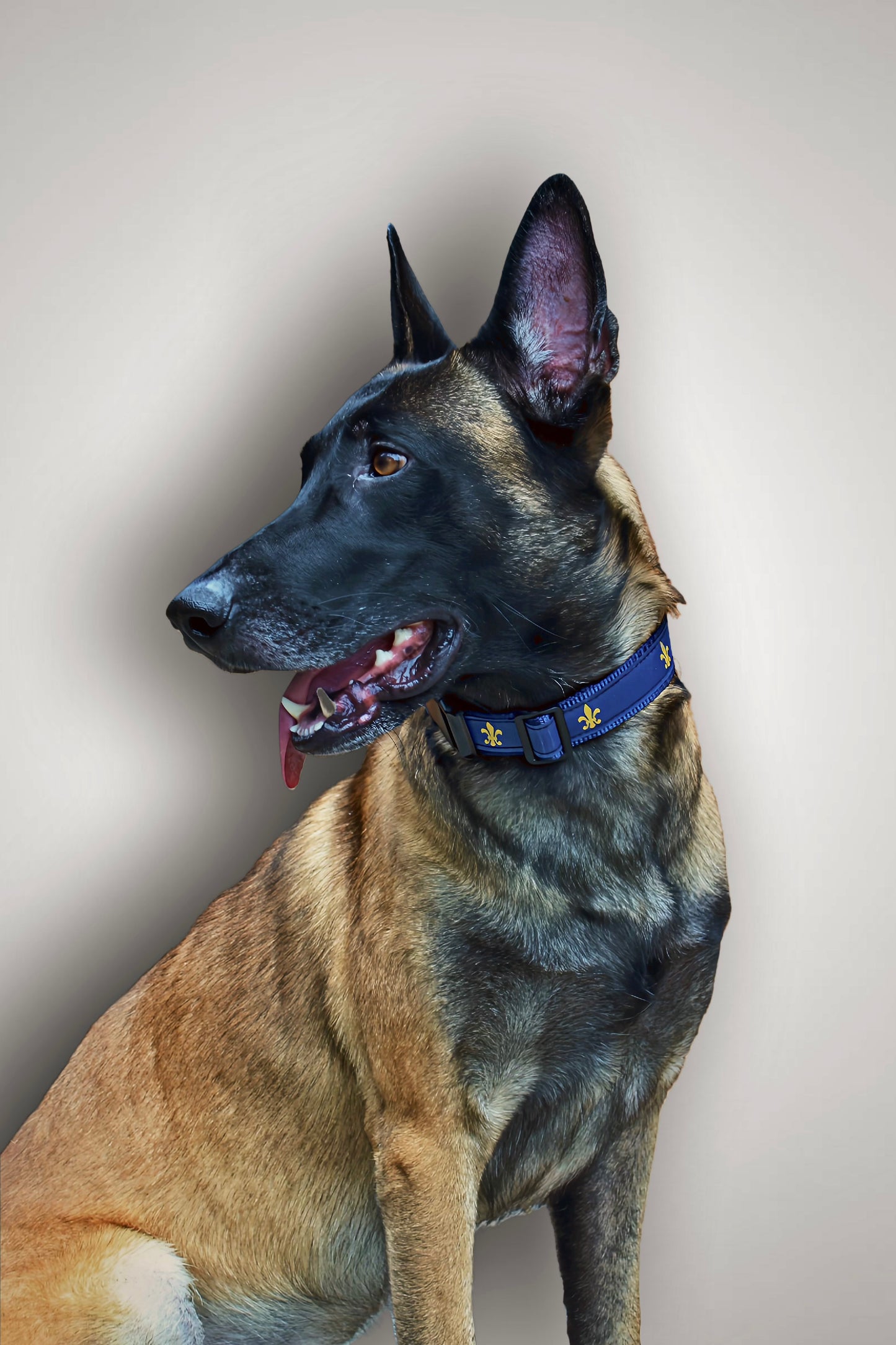 Dog Collars